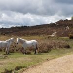 new-forest-chevaux