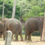 elephants-koh-chang