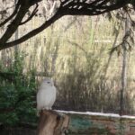 au-zoo-de-lille-1024x843