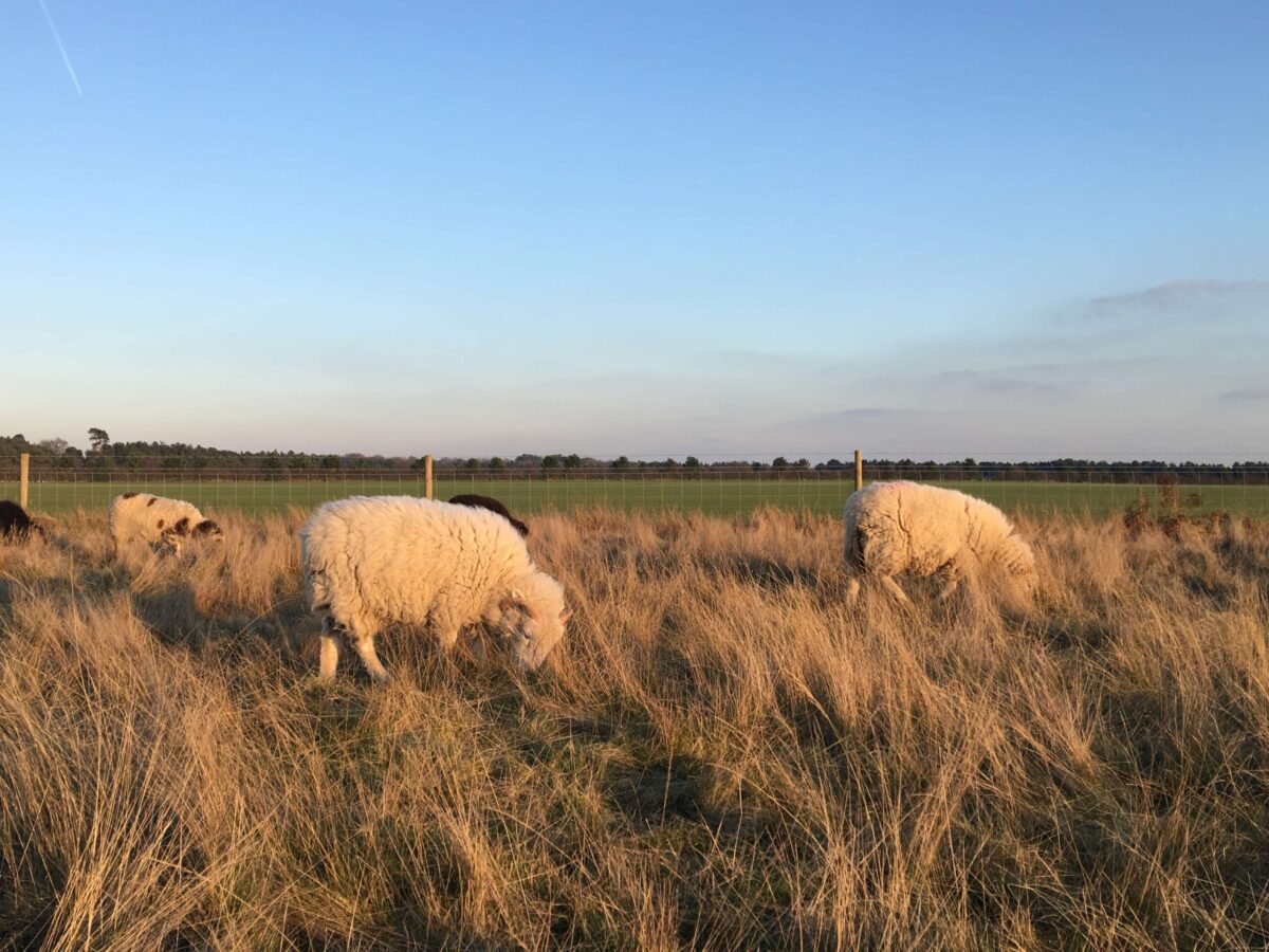 moutons-sutton-hoo