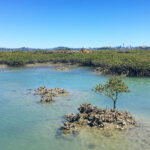 rangitoto-island-auckland