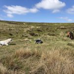 shropshire-hills-animaux