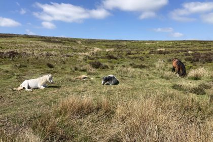 shropshire-hills-animaux