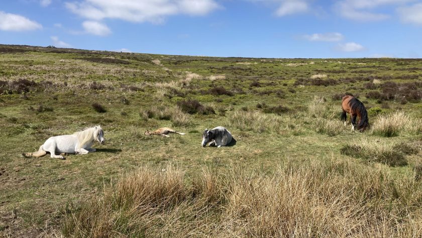 shropshire-hills-animaux