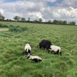 shropshire-hills-moutons-en-pature