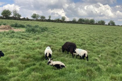 shropshire-hills-moutons-en-pature