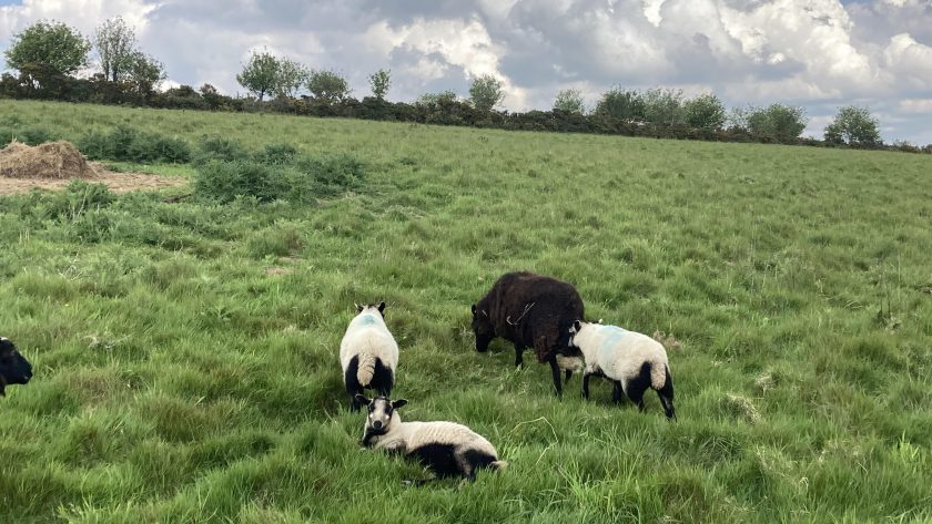 shropshire-hills-moutons-en-pature