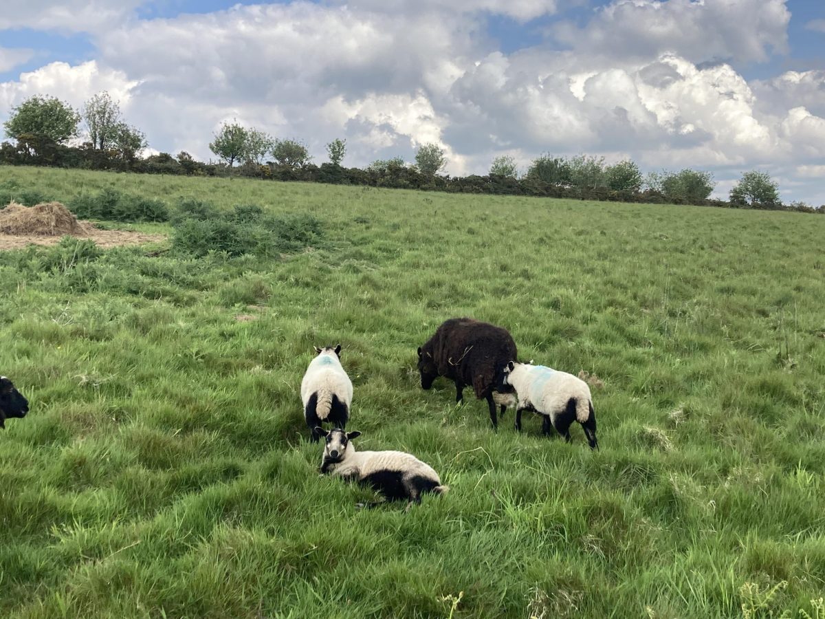 shropshire-hills-moutons-en-pature